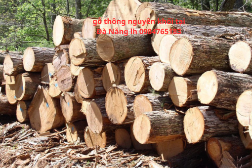 gỗ thông nguyên khối tại Đà Nẵng lh 0984765183